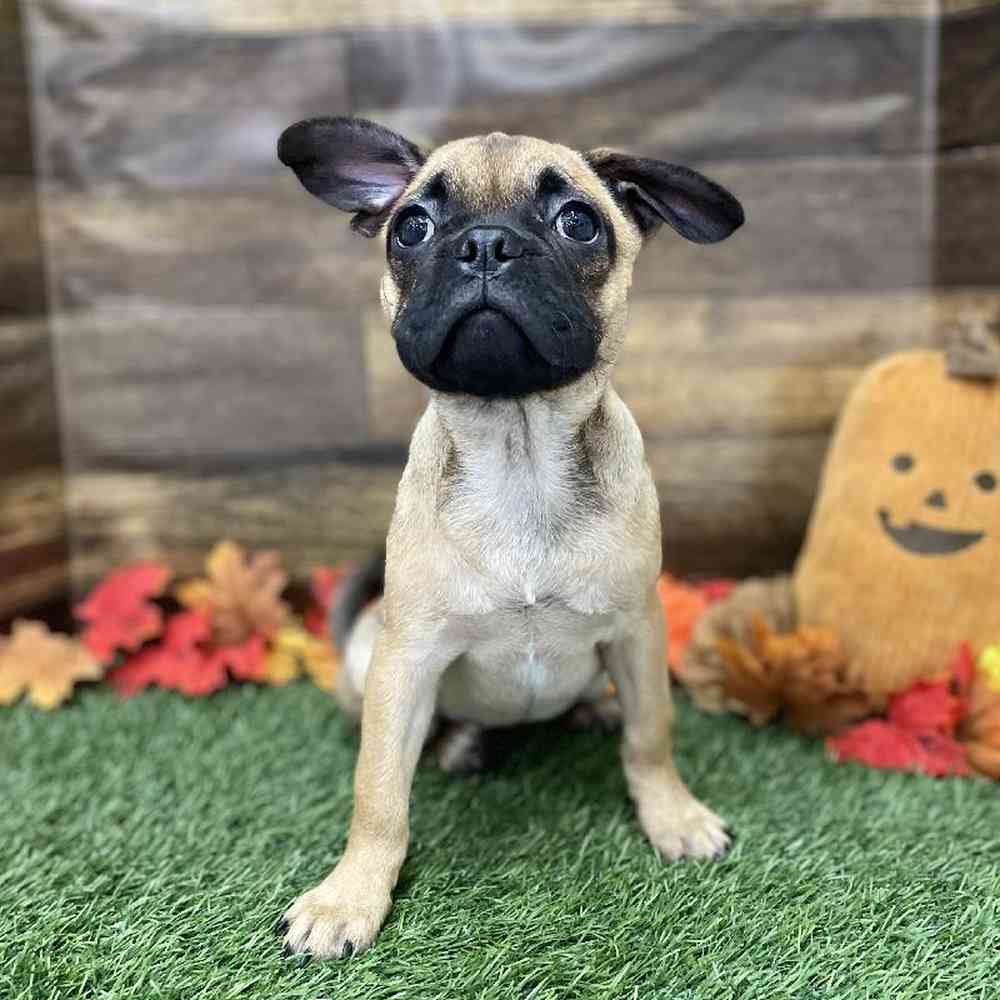 Female Frug Puppy for Sale in Braintree, MA