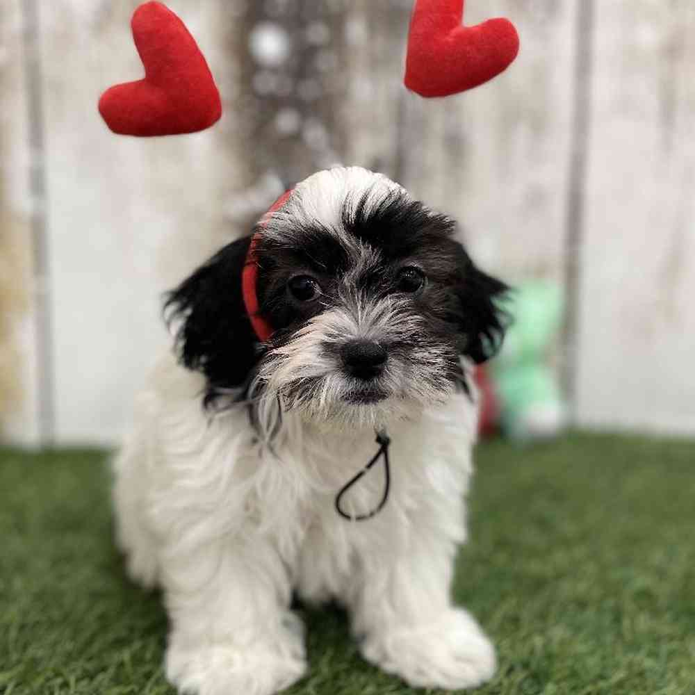Female Teddy Bear (Zuchon) Puppy for Sale in Braintree, MA