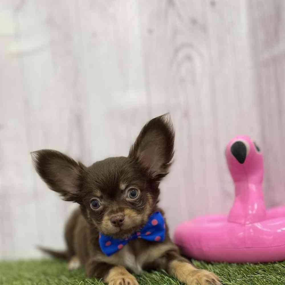 Male Chihuahua Puppy for Sale in Braintree, MA