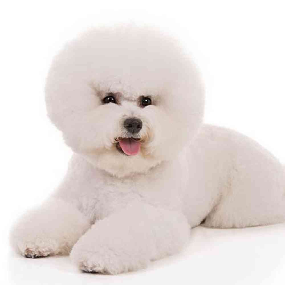 Bichon Puppies for Sale