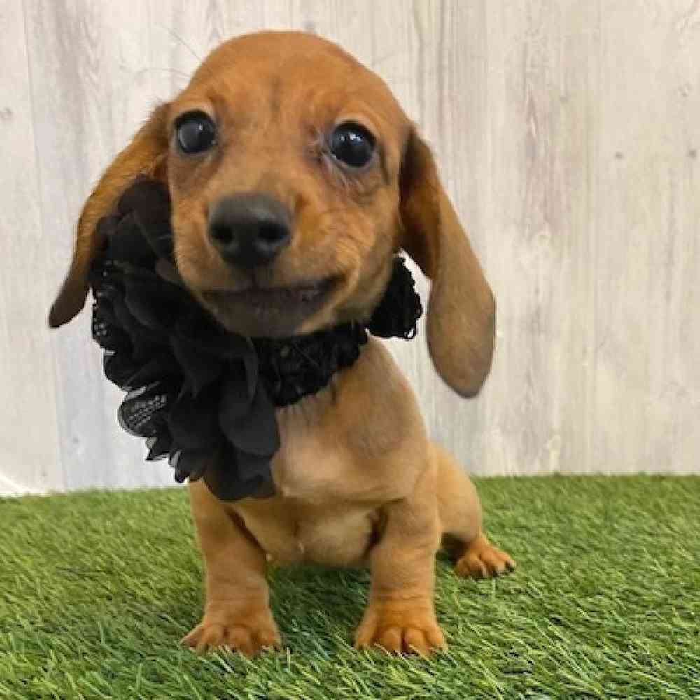 Female Dachshund Puppy for sale