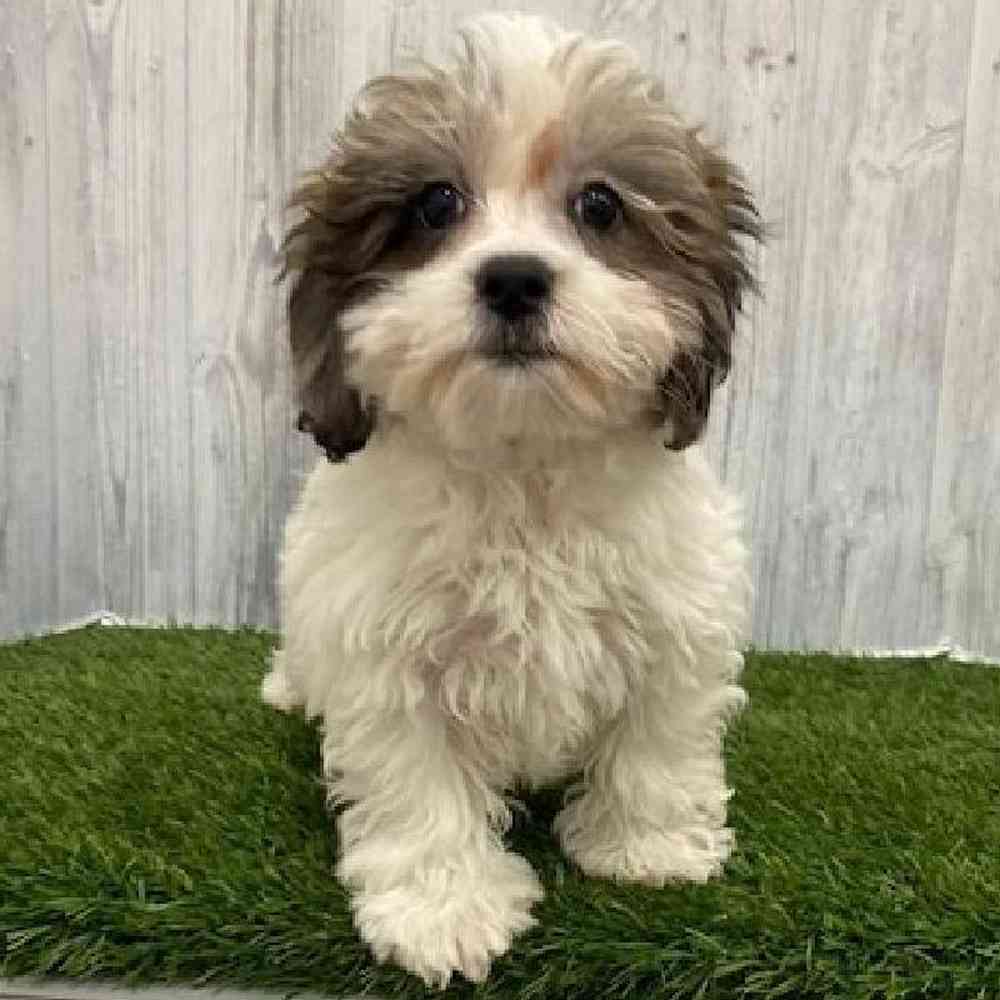 Male Shih-Poo Puppy for Sale in Braintree, MA