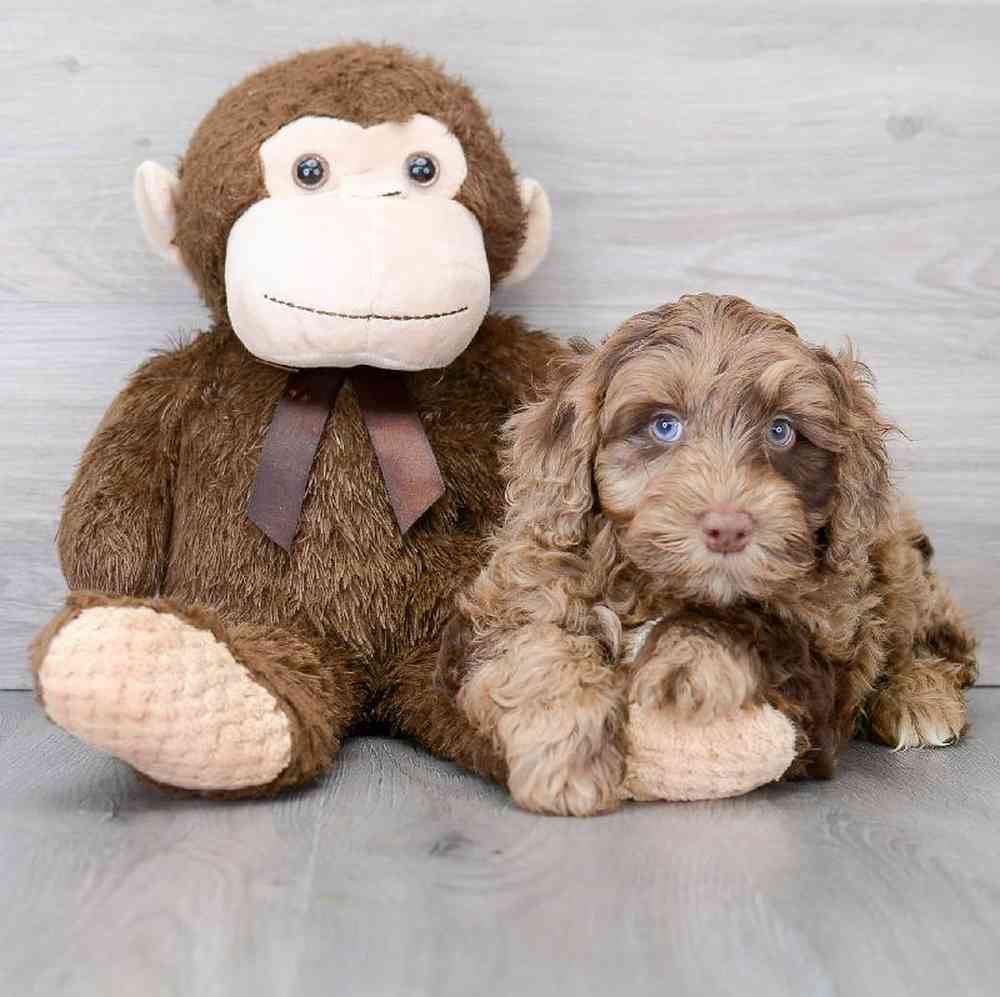 mini-portidoodle-rango-9124722853733960.jpg