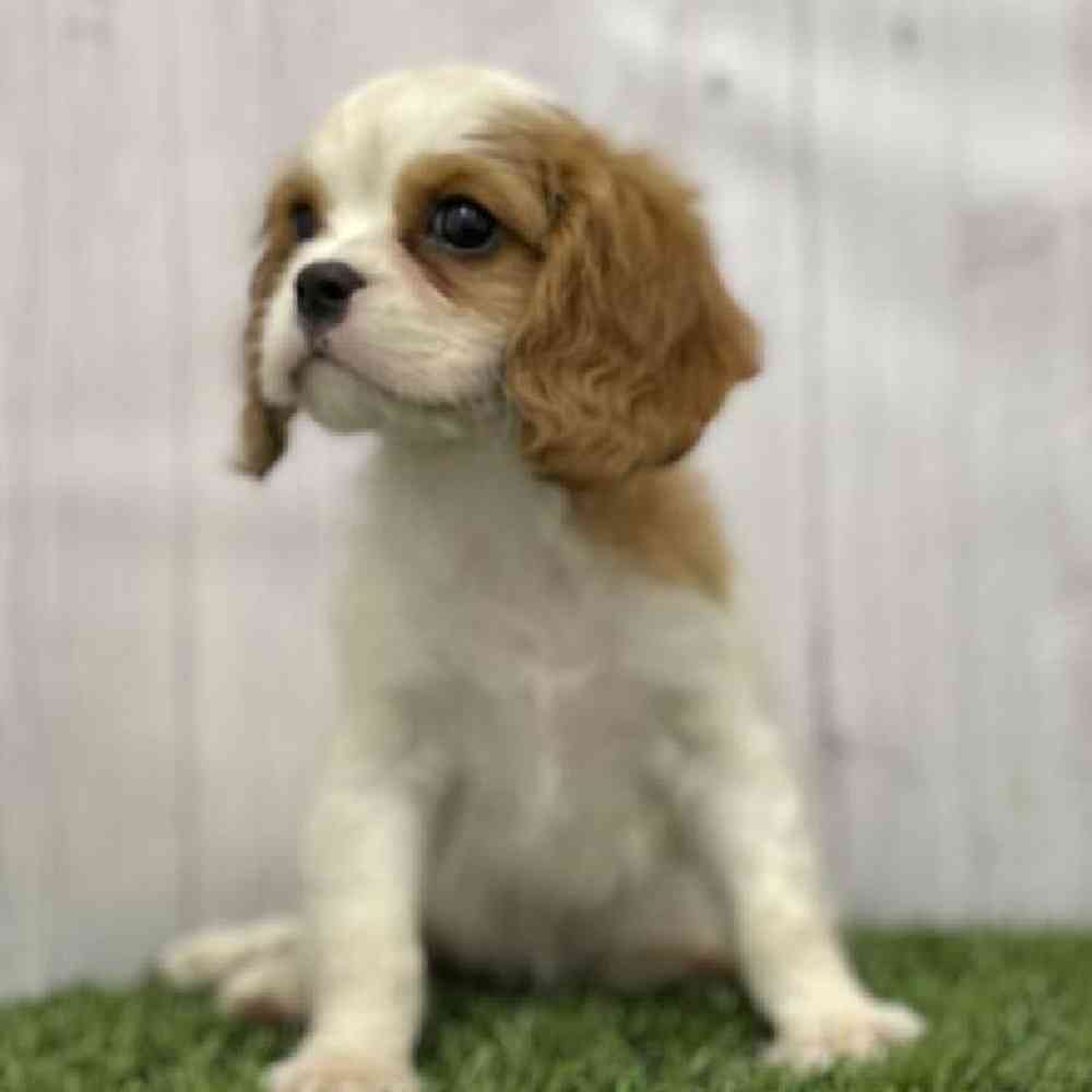 Female Cavalier King Charles Spaniel Puppy for Sale in Braintree, MA