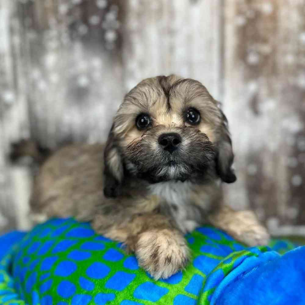 Female La-Chon Puppy for Sale in Saugus, MA
