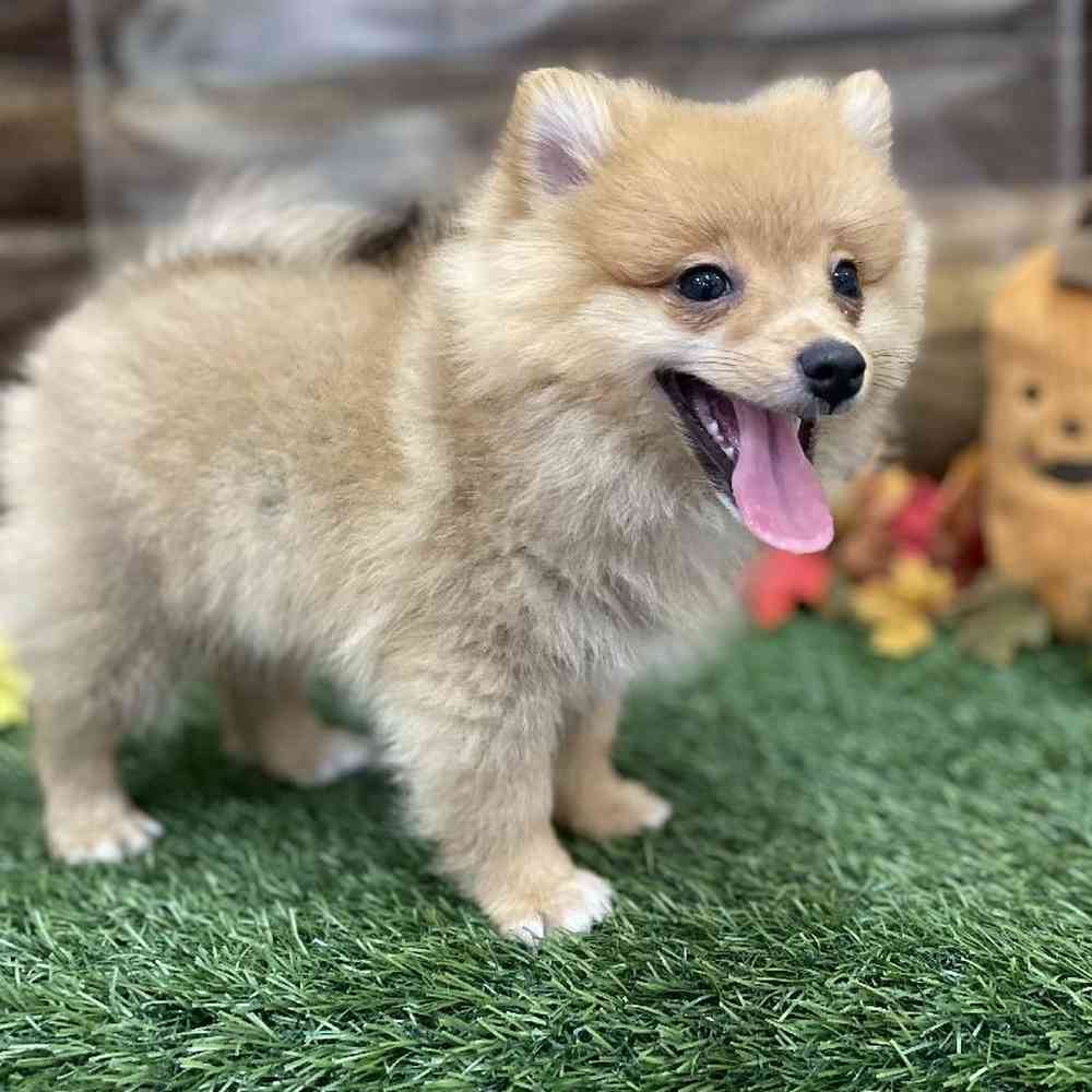 Male Pomeranian Puppy for Sale in Braintree, MA