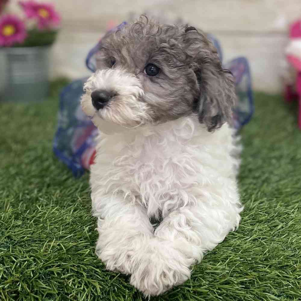 Female Bichon-Poodle Puppy for Sale in Braintree, MA