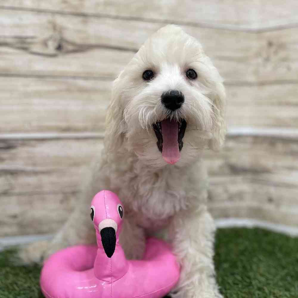 Male Schnoodle Puppy for Sale in Braintree, MA