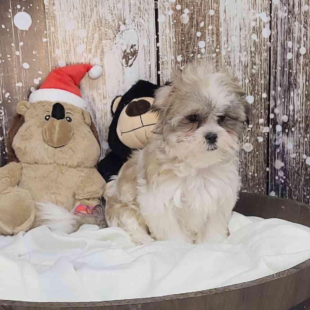 Female Malshi Puppy for Sale in Saugus, MA