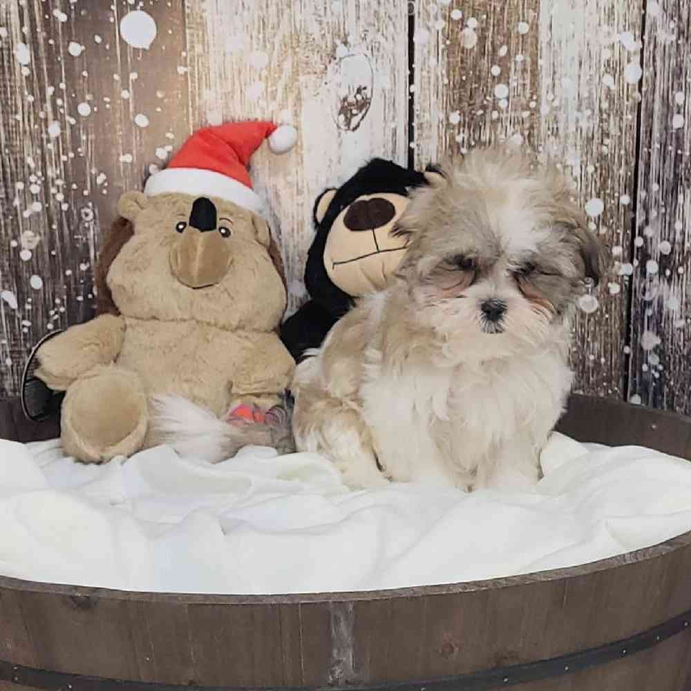 Female Malshi Puppy for Sale in Saugus, MA