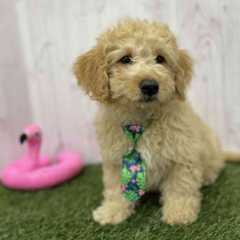 Male Mini Goldendoodle 2nd Gen Puppy for Sale in Braintree, MA