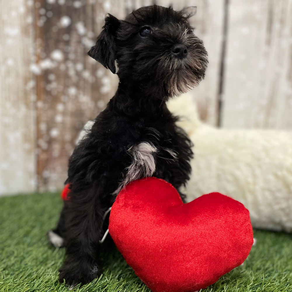 Female Miniature Schnauzer Puppy for Sale in Braintree, MA