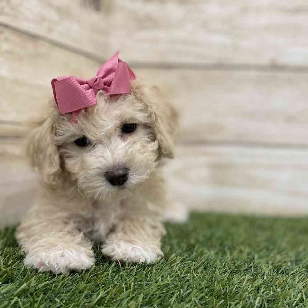 Female Cavachon Puppy for Sale in Braintree, MA