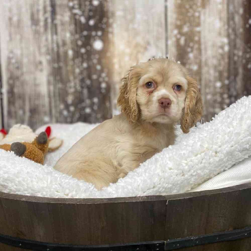 Female Cocker Spaniel Puppy for Sale in Saugus, MA