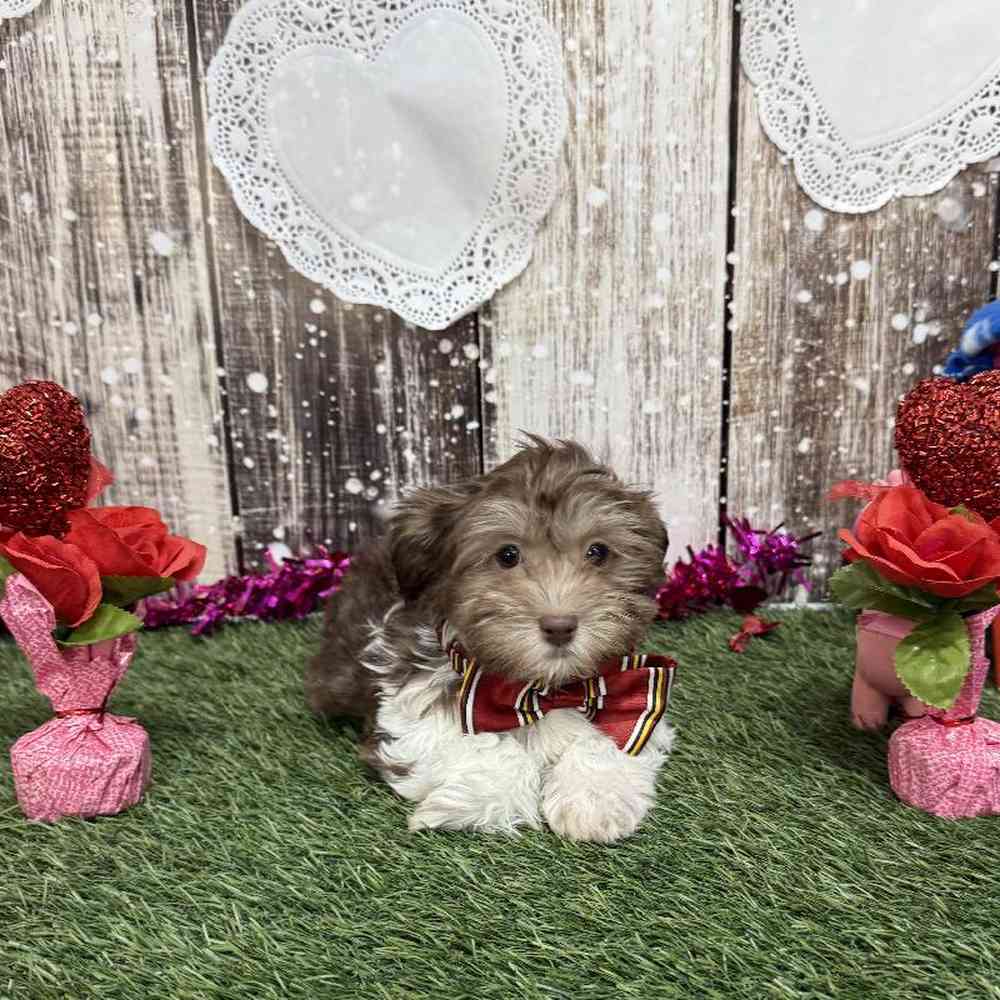 Male Havanese Puppy for Sale in Saugus, MA