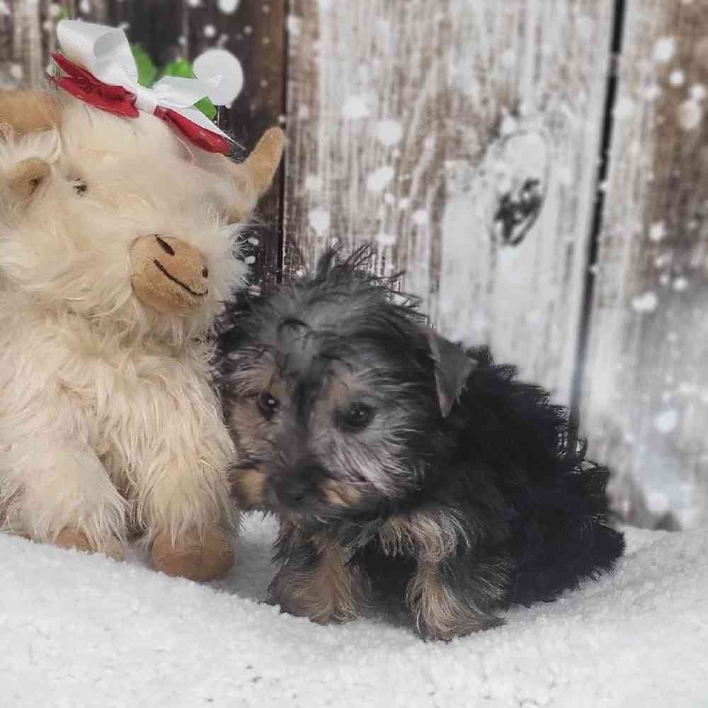 Female Silky Terrier Puppy for Sale in Saugus, MA