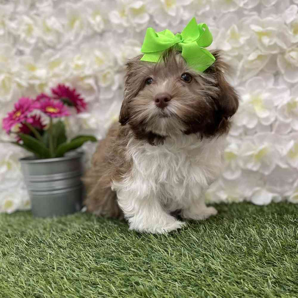 Female Havanese Puppy for Sale in Braintree, MA