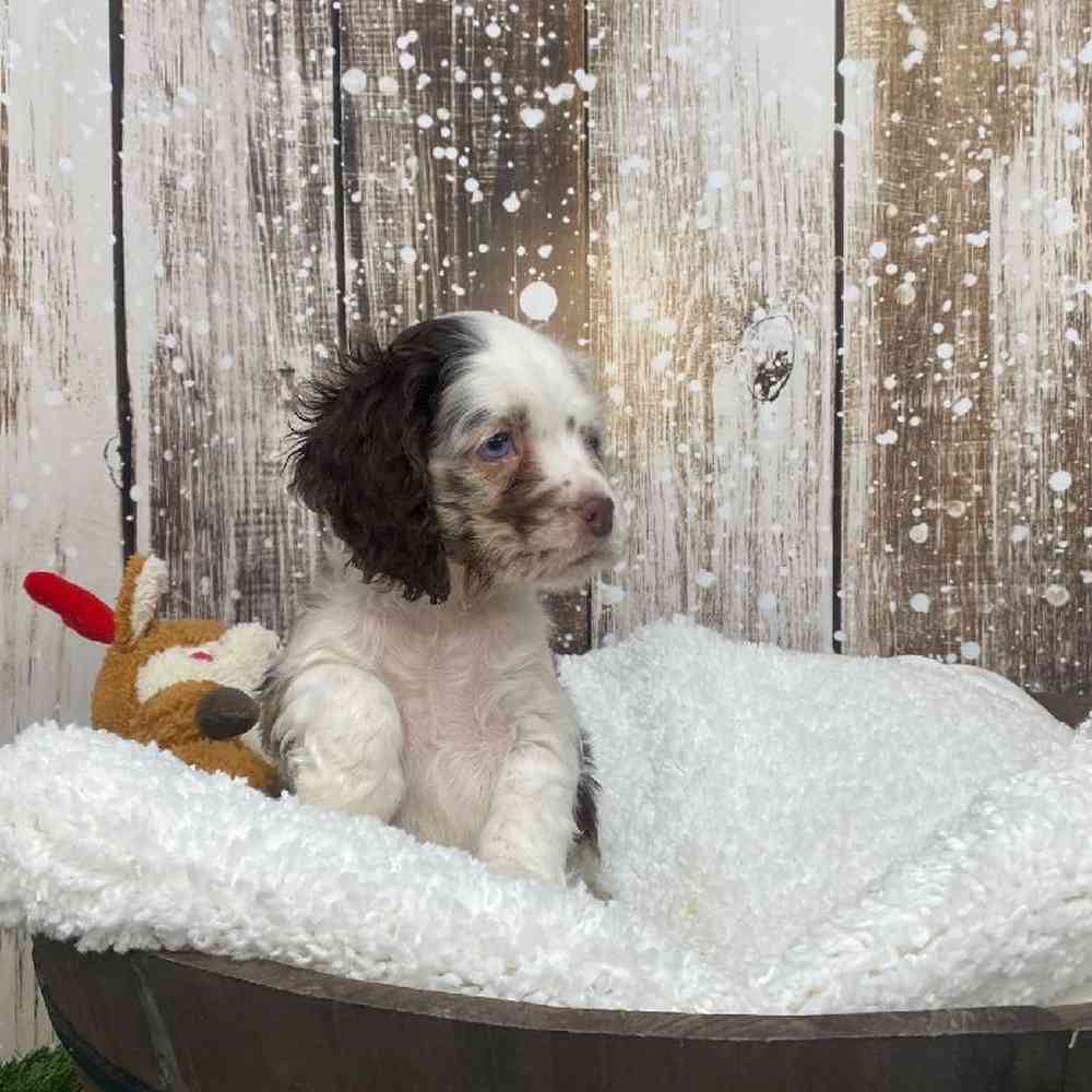 Male Cocker Spaniel Puppy for Sale in Saugus, MA