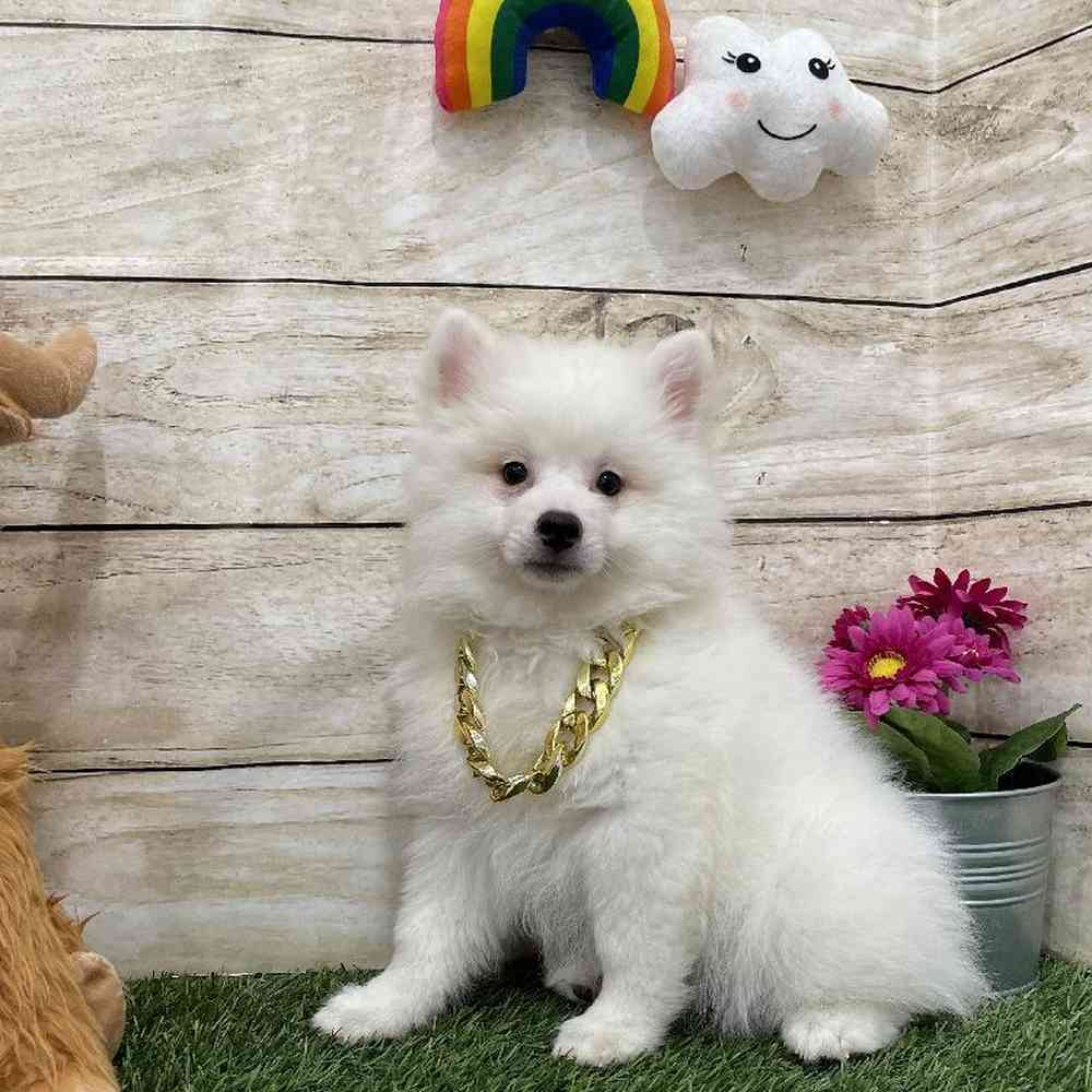 Male American Eskimo Puppy for Sale in Braintree, MA