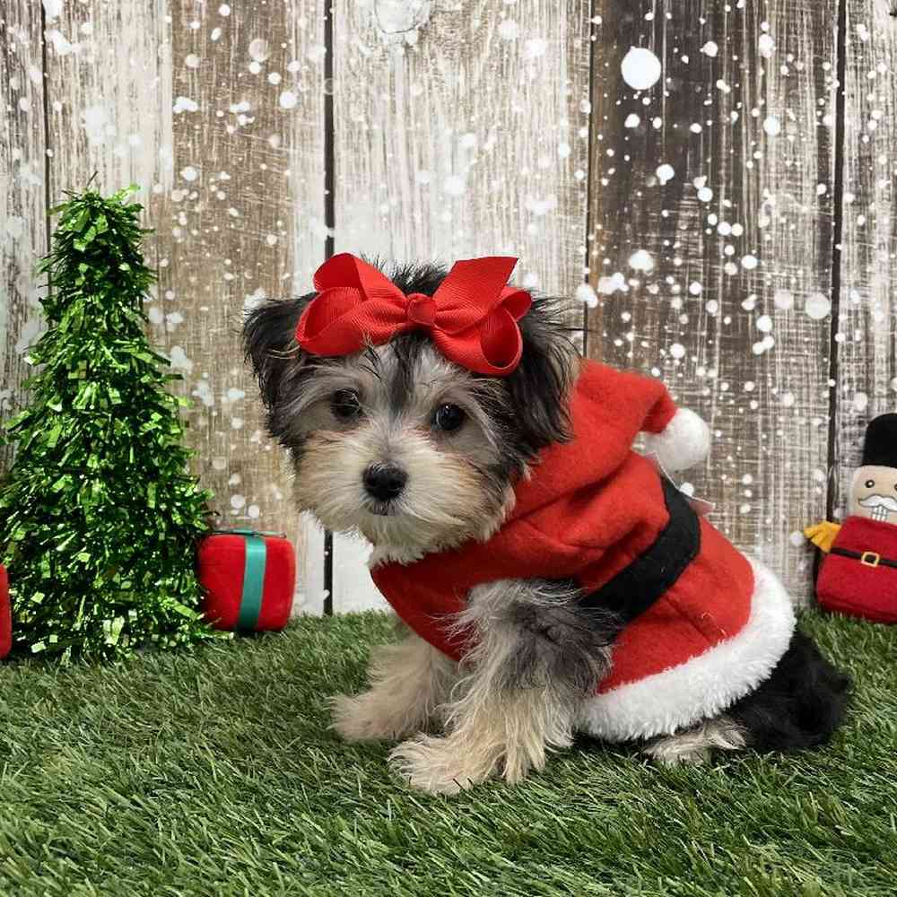 Female Morkie Puppy for Sale in Braintree, MA