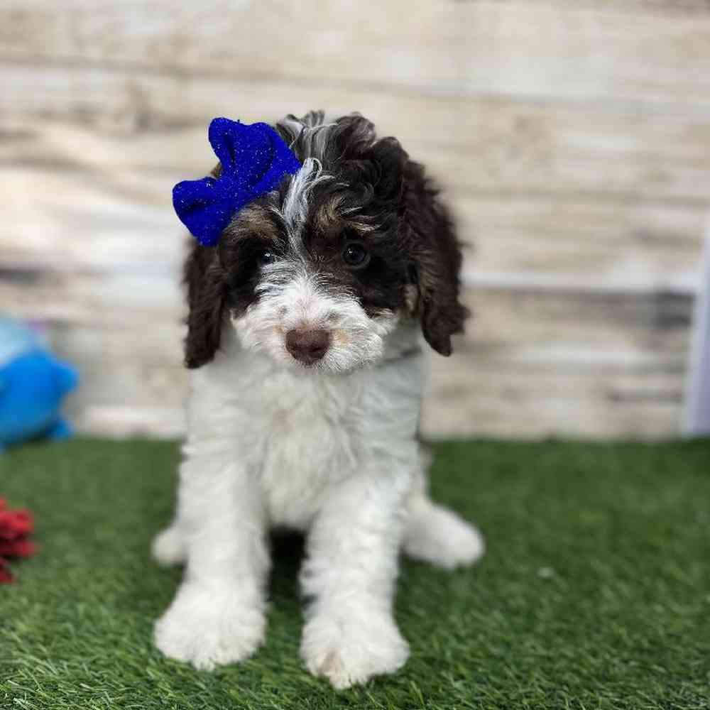 Female Mini Bernedoodle 2nd Gen Puppy for Sale in Saugus, MA