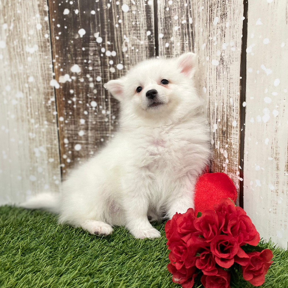 Female American Eskimo Puppy for Sale in Braintree, MA