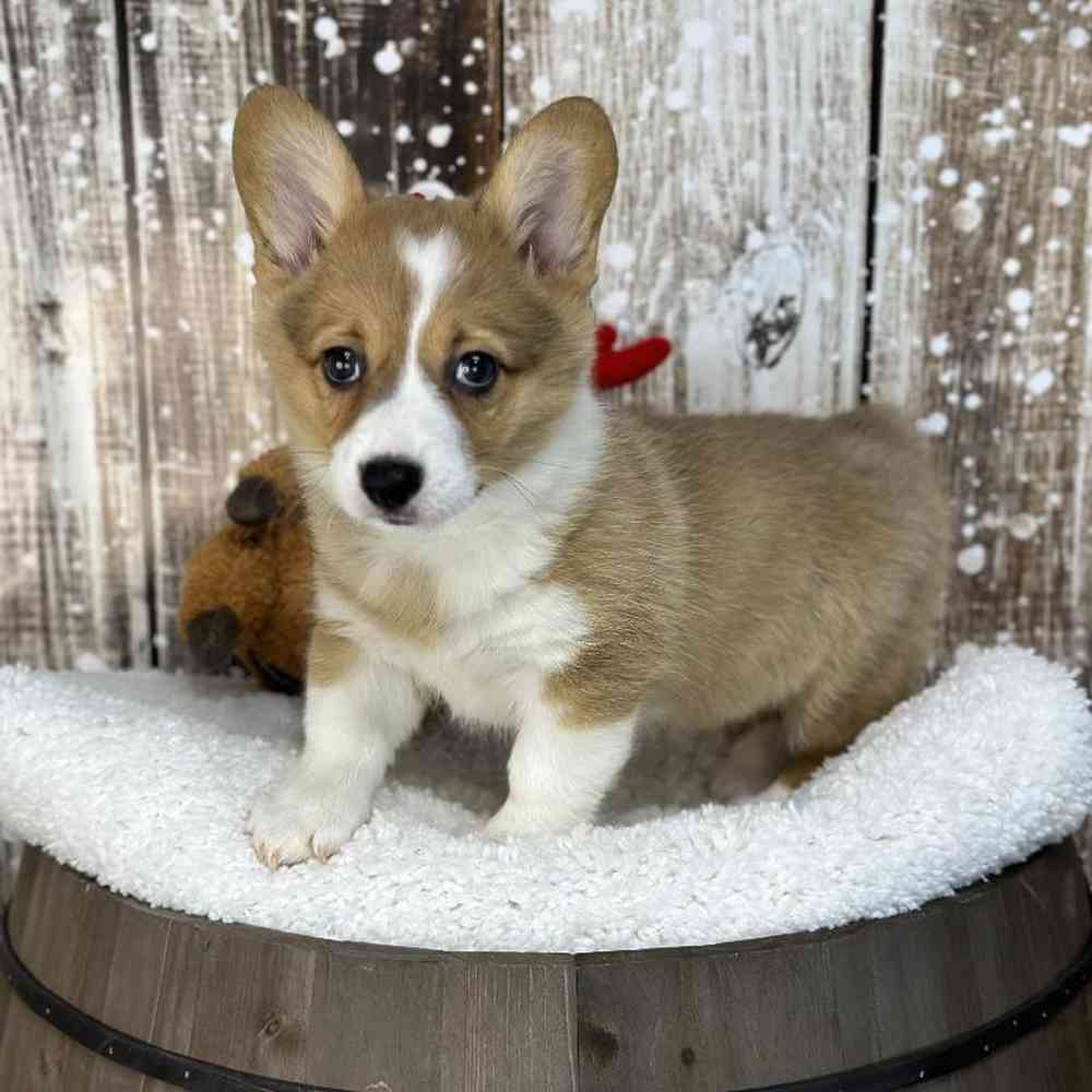 Female Pembroke Welsh Corgi Puppy for Sale in Saugus, MA