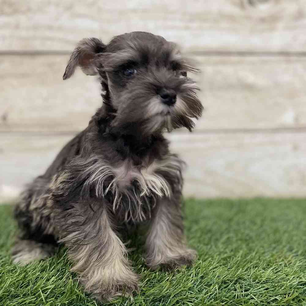 Female Miniature Schnauzer Puppy for Sale in Braintree, MA