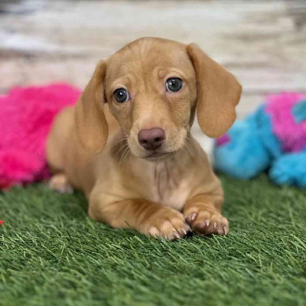 Male Dachshund Puppy for Sale in Saugus, MA