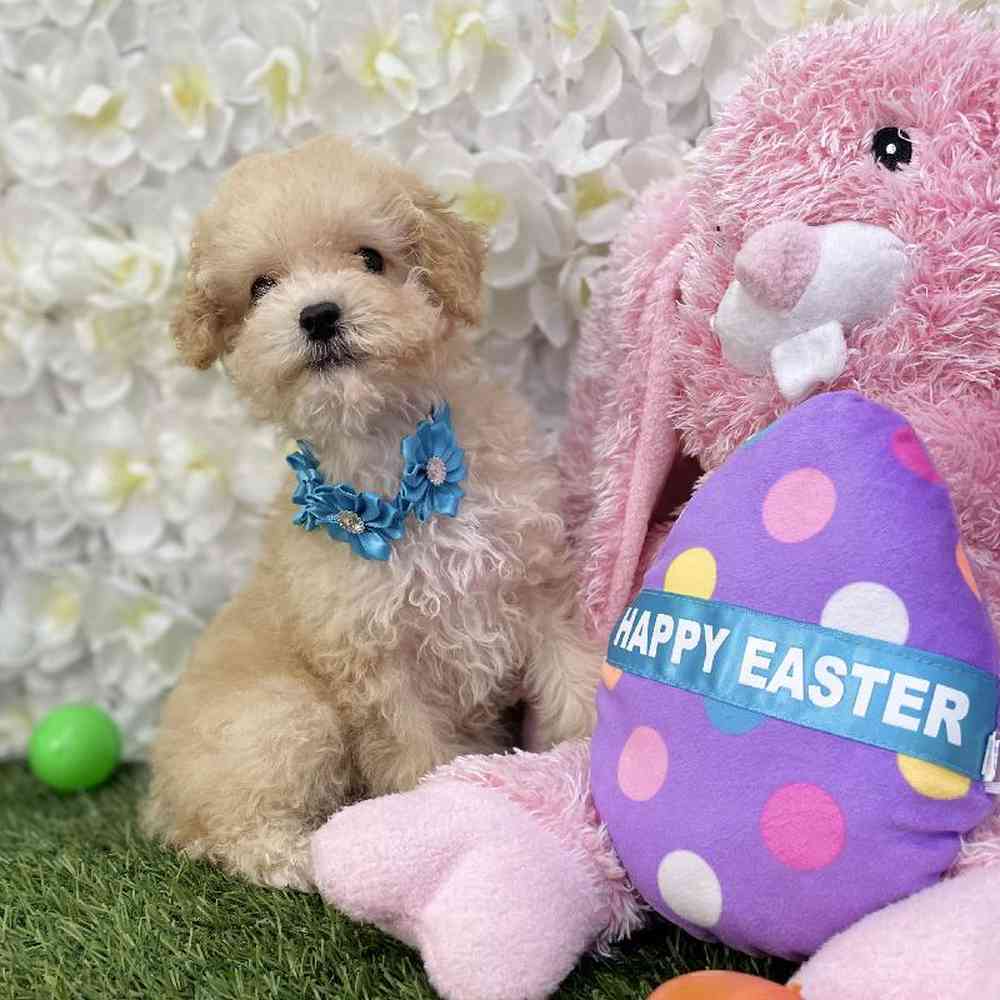 Female Poodle Toy Puppy for Sale in Braintree, MA