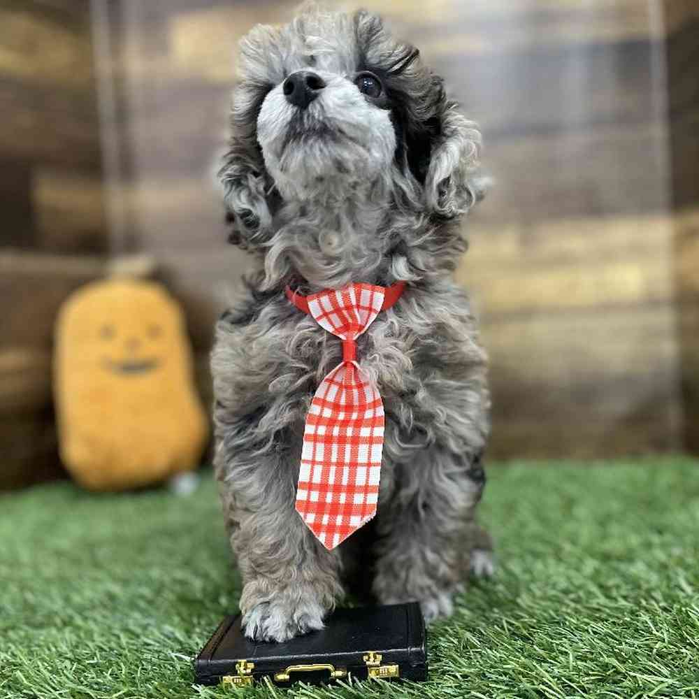 Male Poodle Toy Puppy for Sale in Braintree, MA
