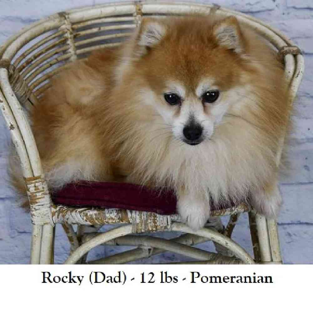 Female Aussie Pom Puppy for Sale in Saugus, MA