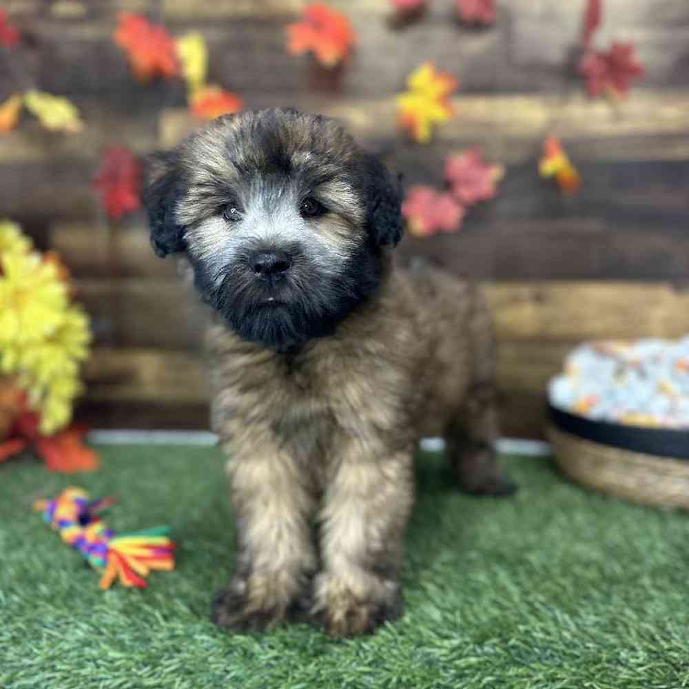 Male Soft Coated Wheaten Terrier Puppy for Sale in Saugus, MA