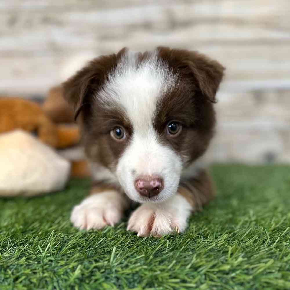 Male Australian Shepherd Puppy for Sale in Saugus, MA