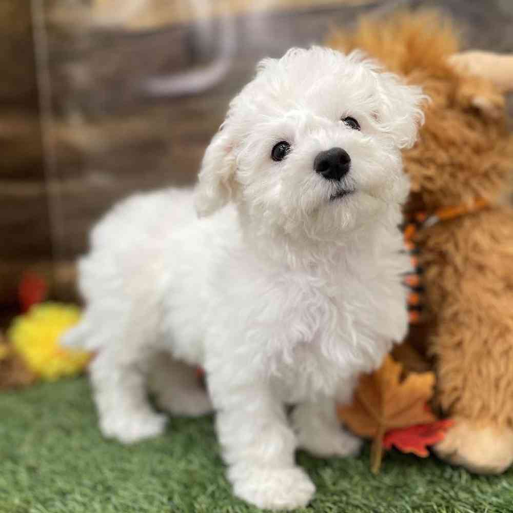 Female Bichon Frise Puppy for Sale in Braintree, MA