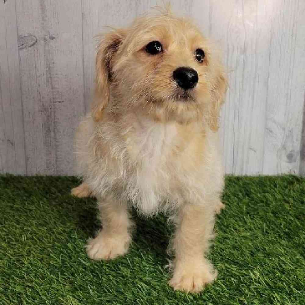 Female Mini Labradoodle Puppy for sale