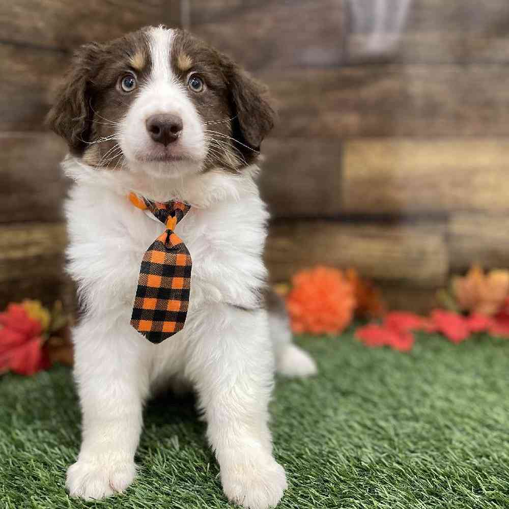 Male Miniature Australian Shepherd Puppy for Sale in Braintree, MA