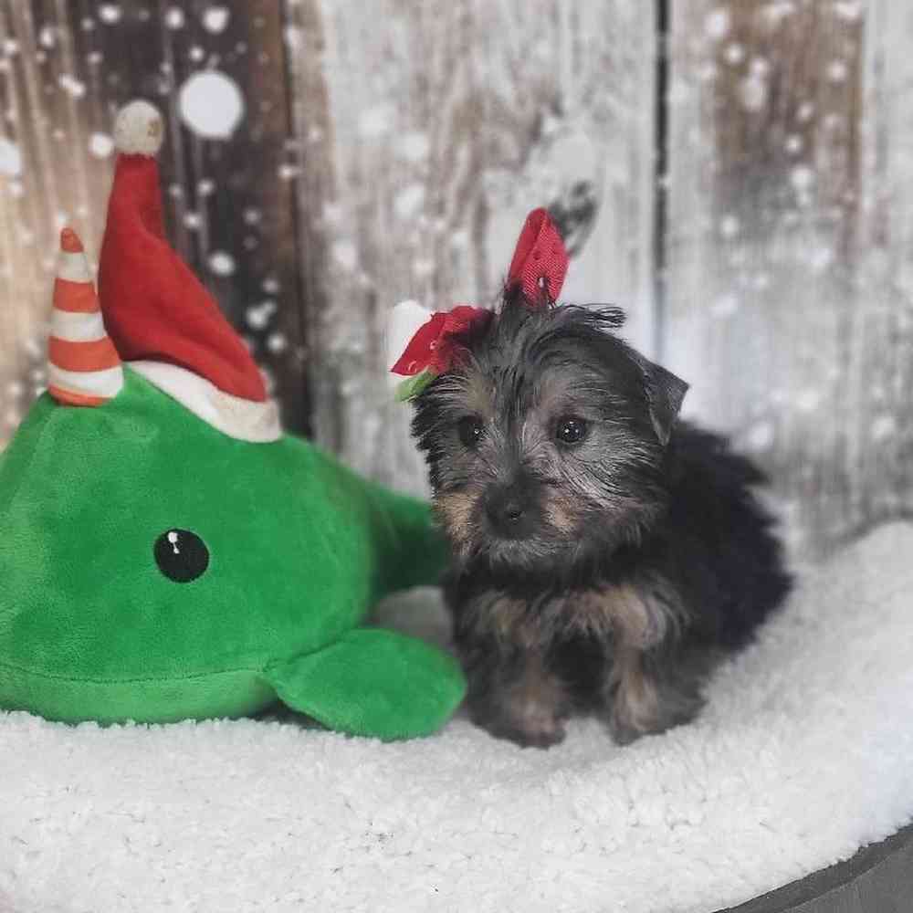 Female Silky Terrier Puppy for Sale in Saugus, MA