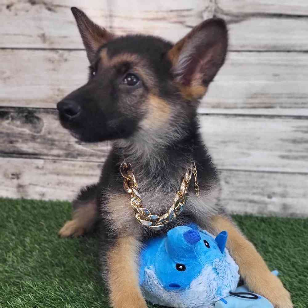 Male German Shepherd Dog Puppy for Sale in Saugus, MA
