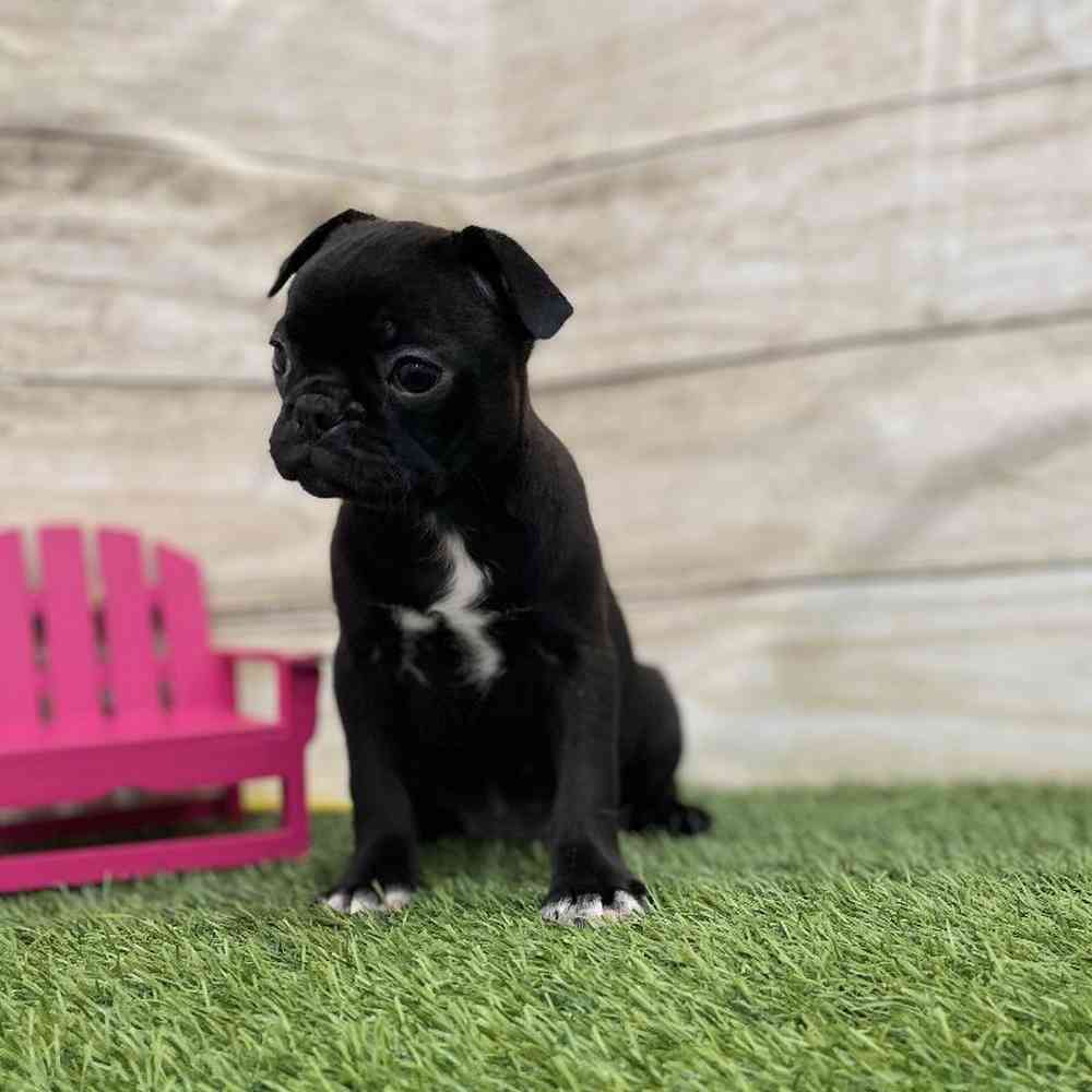 Female Bugg Puppy for Sale in Braintree, MA