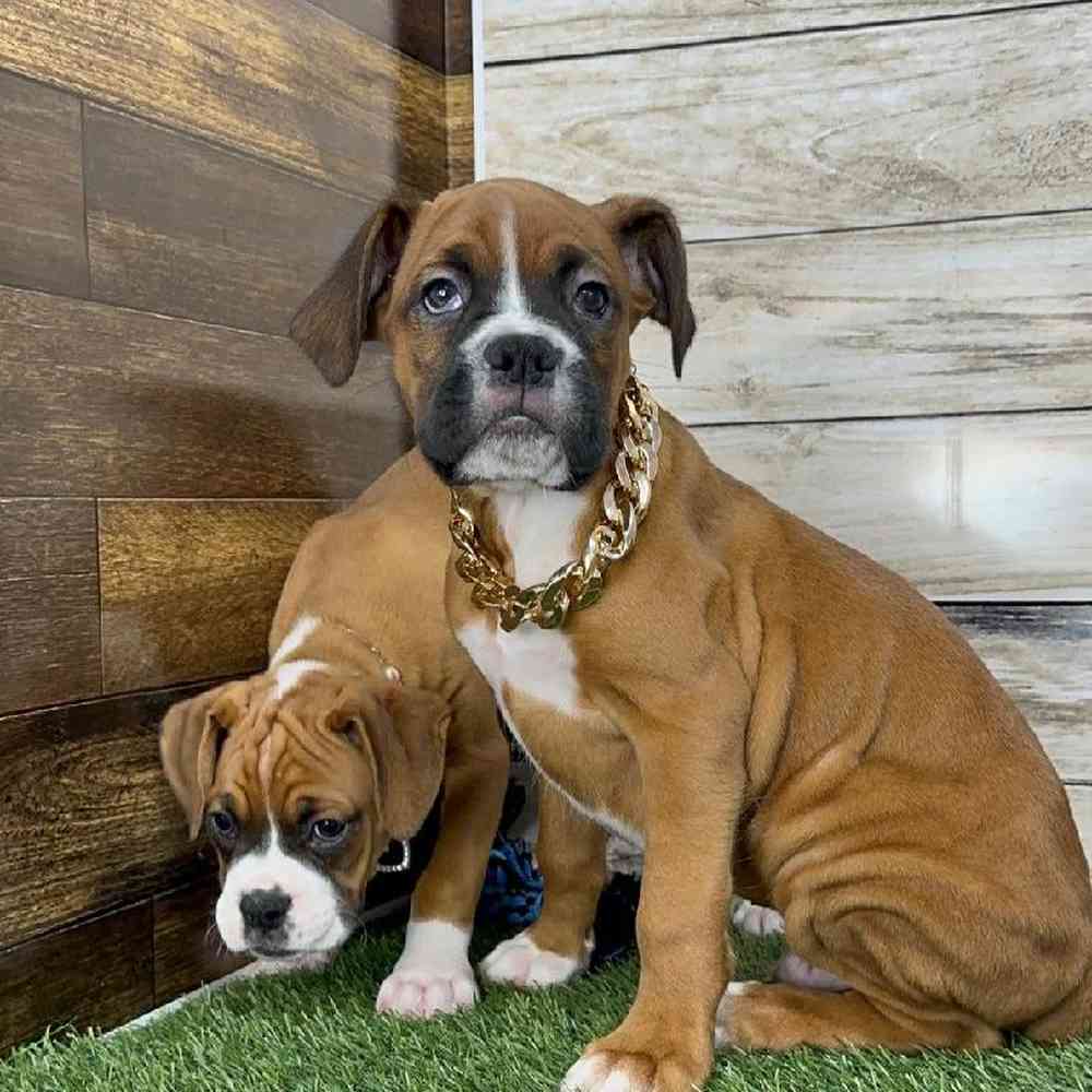 Male Boxer Puppy for Sale in Saugus, MA