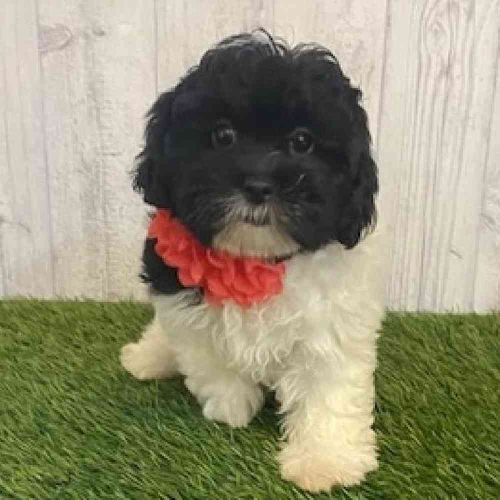 Female Shih-Poo Puppy for sale