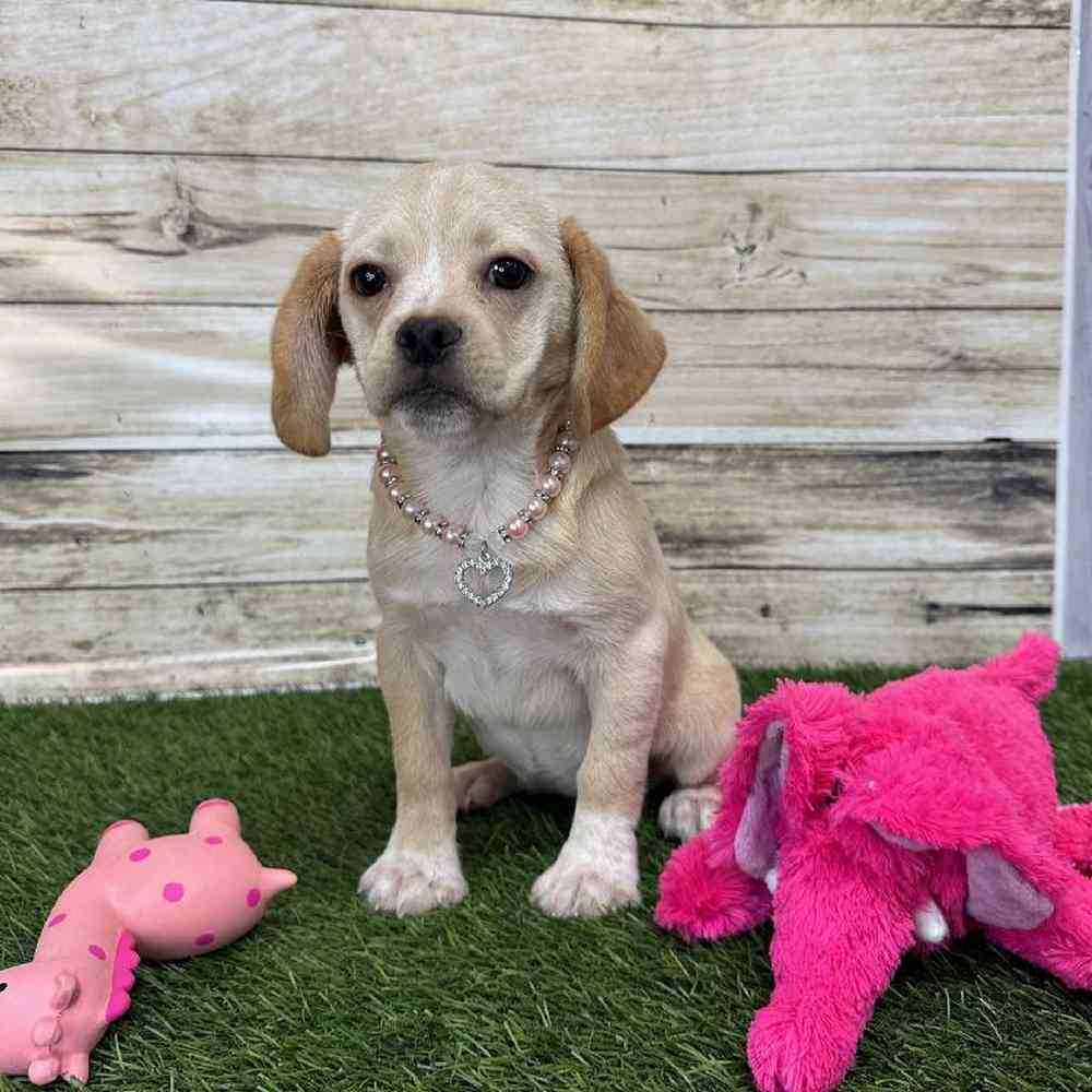 Female Puggle Puppy for Sale in Saugus, MA