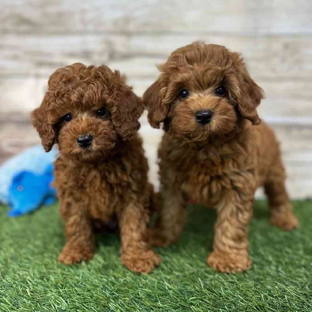 Male Mini Labradoodle 2nd Gen Puppy for Sale in Saugus, MA