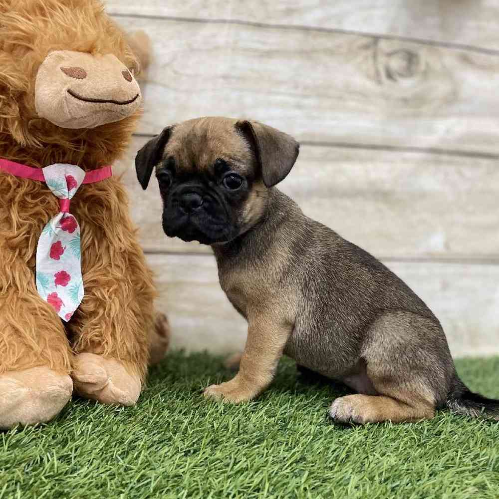 Female Frug Puppy for Sale in Braintree, MA