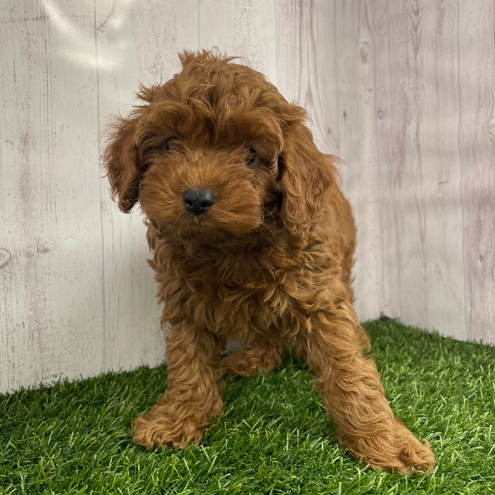 Male Cockapoo 2nd Gen Puppy for Sale in Braintree, MA