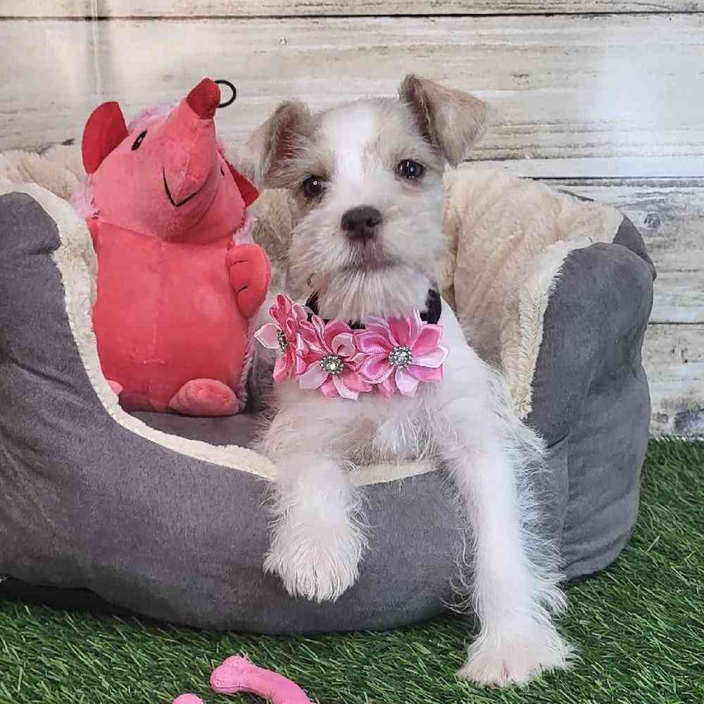Female Miniature Schnauzer Puppy for Sale in Saugus, MA