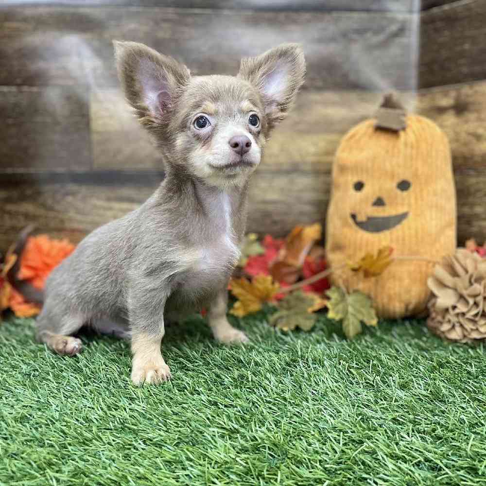 Male Chihuahua Puppy for Sale in Braintree, MA
