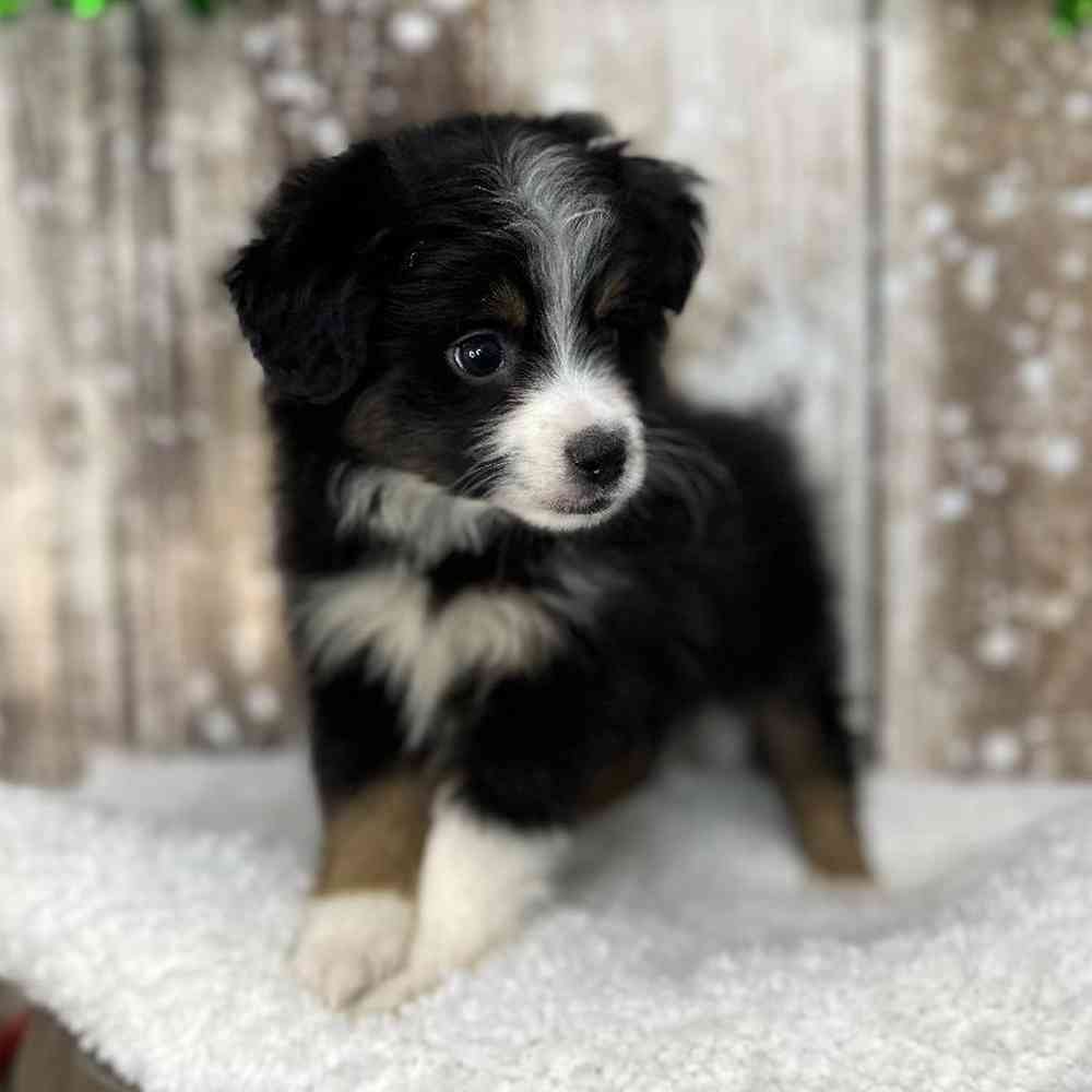 Male Miniature Australian Shepherd Puppy for Sale in Saugus, MA