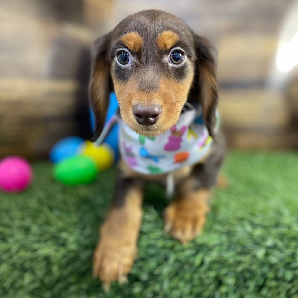 Male Dachshund Puppy for Sale in Braintree, MA